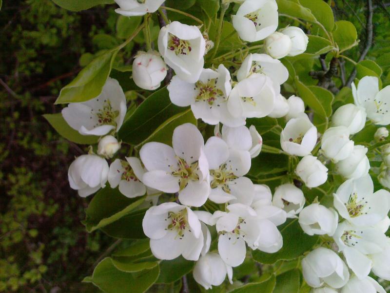 жовнино - Жовнине