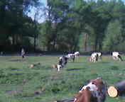 мочули - Левківці