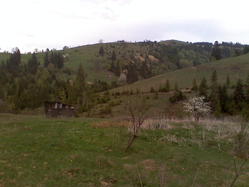 фошки - Фошки