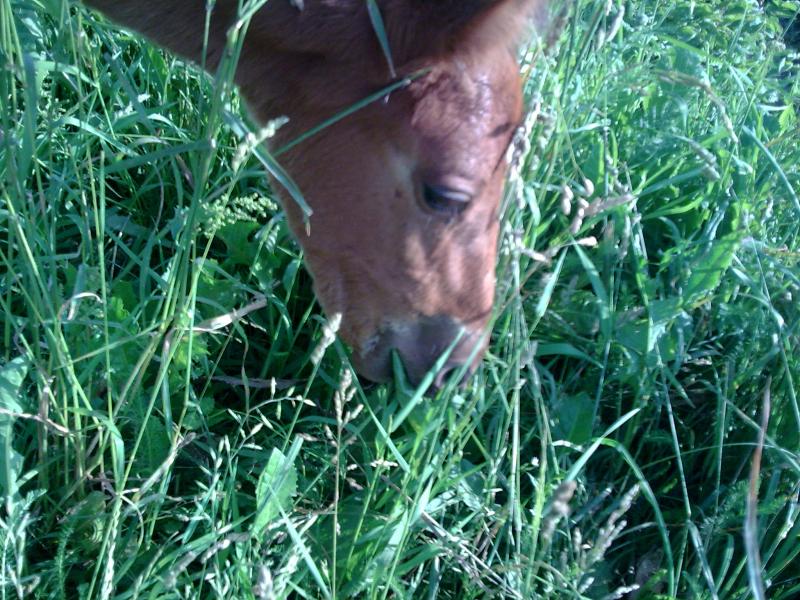 Природа Климентіївки - Климентіївка