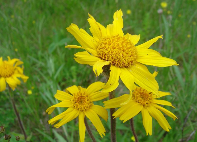 Промынь 2 - Білі Ослави