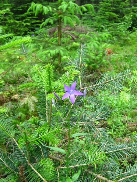  Різне - Селятин