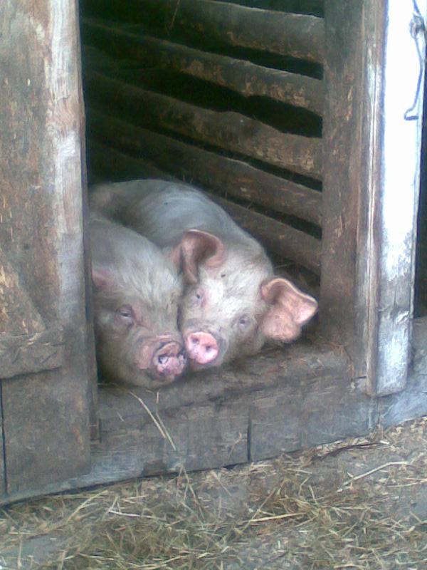 Ну і ну... - Переброди