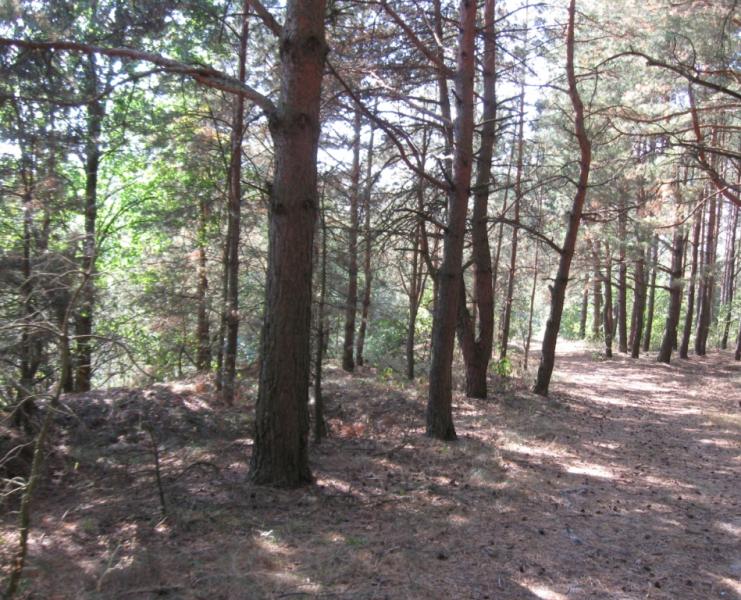 ліс - Стриева