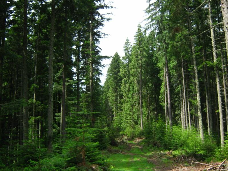 Різне - Селятин