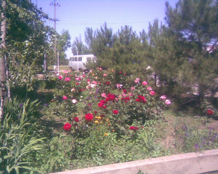 это Родина моя - Трояни