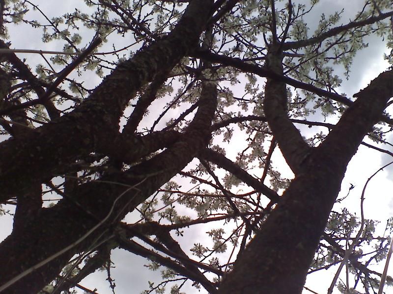 фошки - Фошки