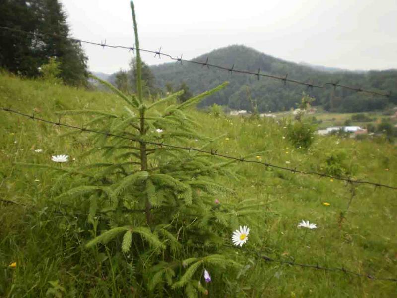 Банилів-Підгірний - родзинка прикарпаття - Банилов-Подгорный