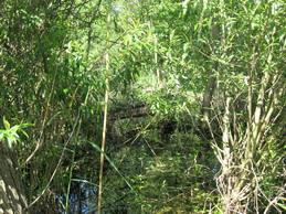 Мальовничі куточки села Бровки - Бровки Перші