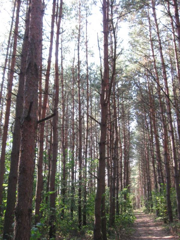 ліс - Стриева