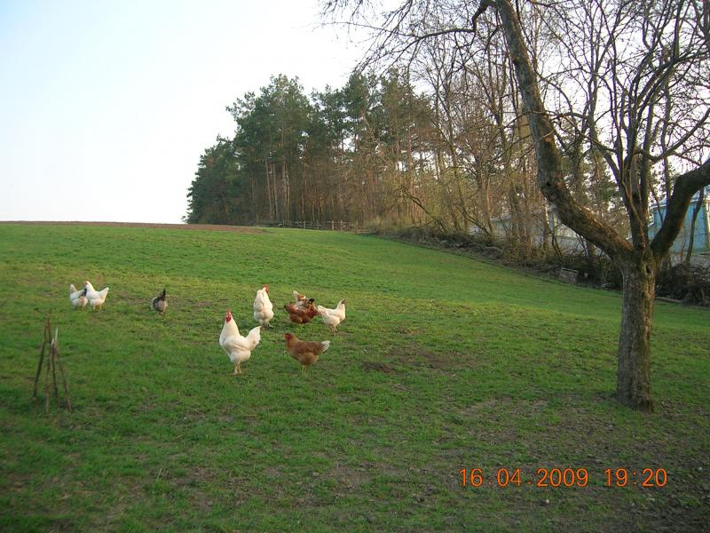 Краса, що оточує нас... - Чайчинцы