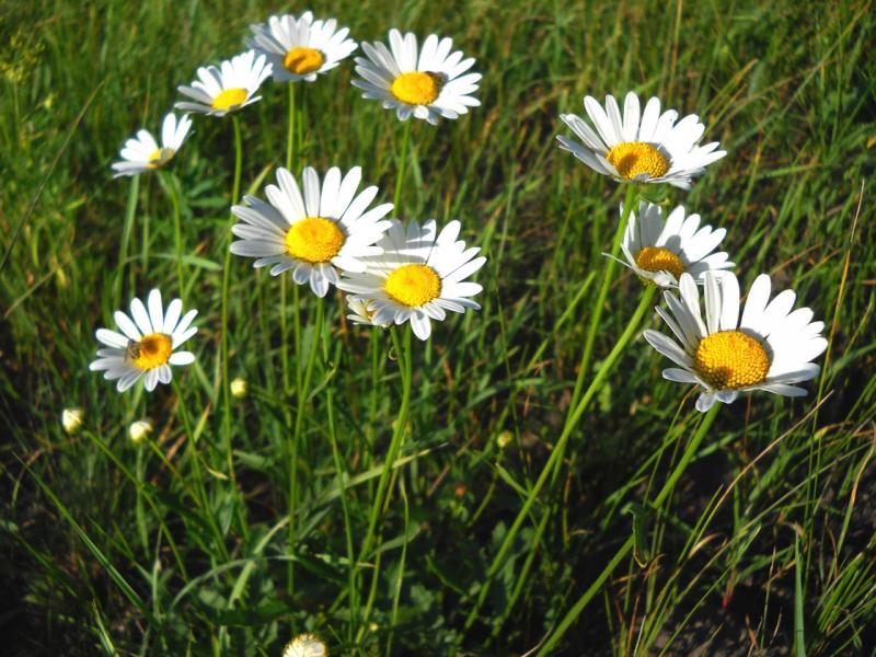 І ХЛІБОМ І ЦВІТОМ - Войниха