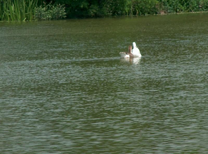 Мальовничі куточки села Бровки - Бровки Перші