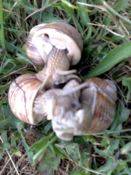 Ще фото - Теребля