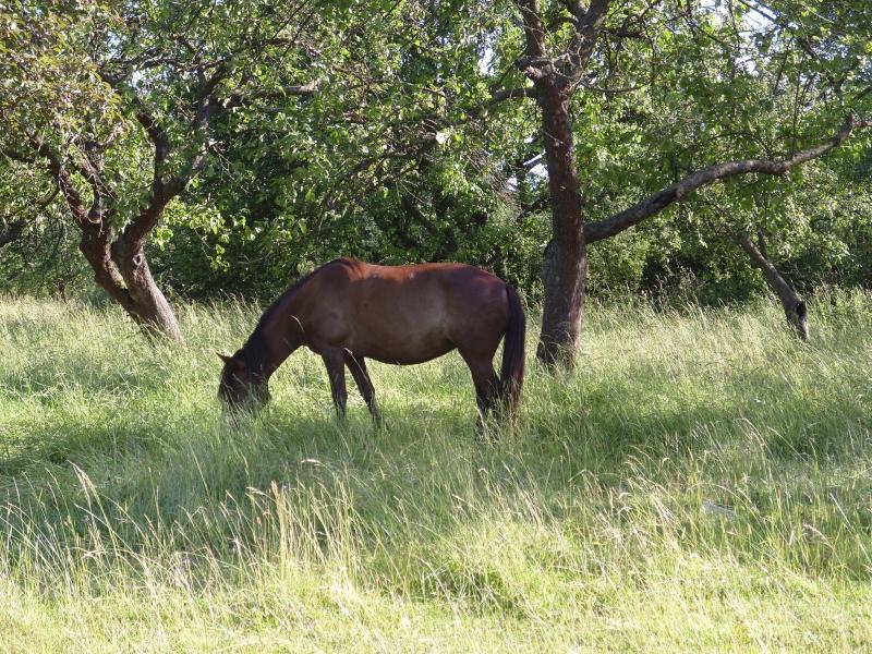 Сусли - Сусли