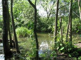 Мальовничі куточки села Бровки - Бровки Перші