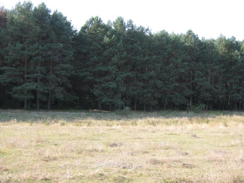 ліс - Стриева