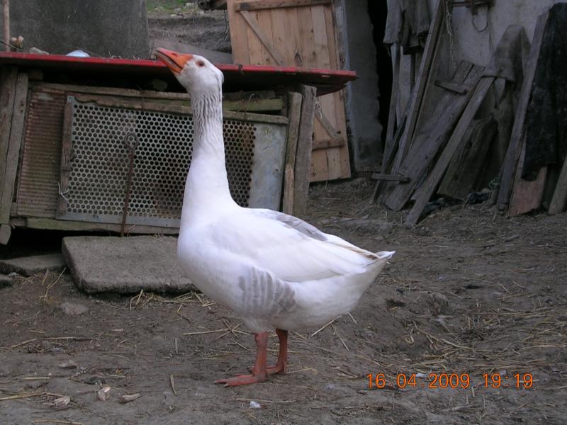 Краса, що оточує нас... - Чайчинцы