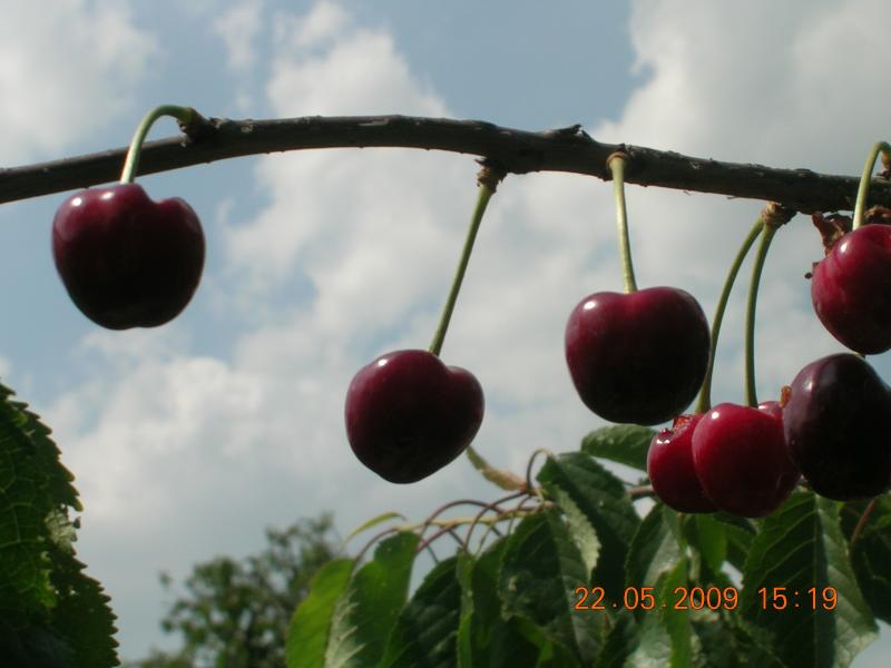 Краса, що оточує нас... - Чайчинцы