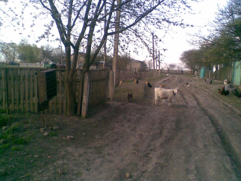 Фото - Петриківці