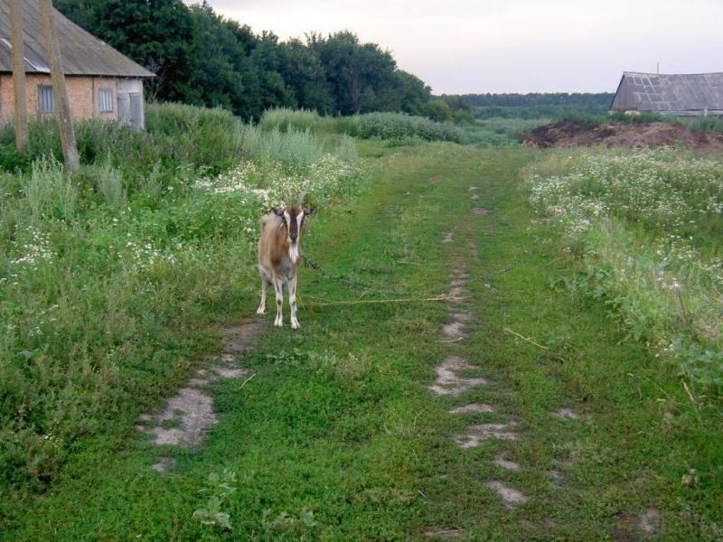 Наше село - Giltsi
