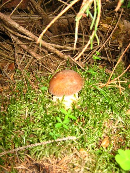 Різне - Селятин