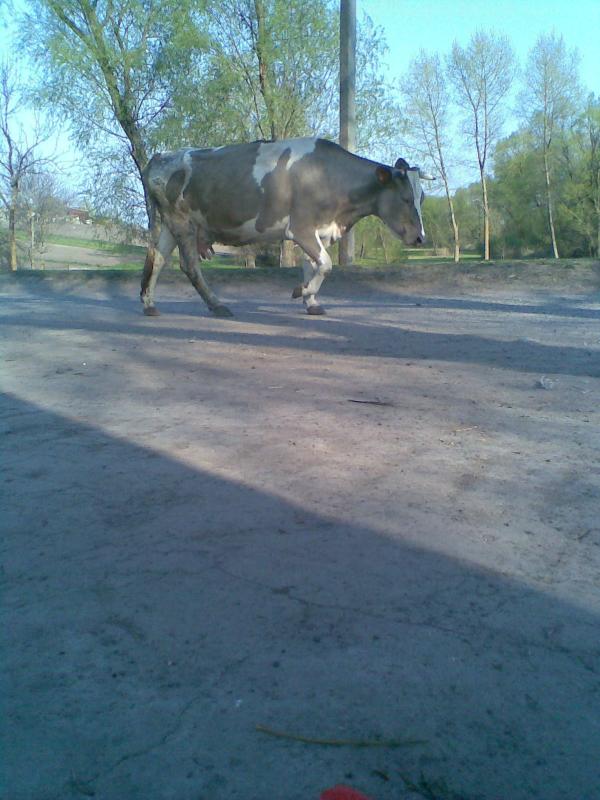 Фото - Петриківці