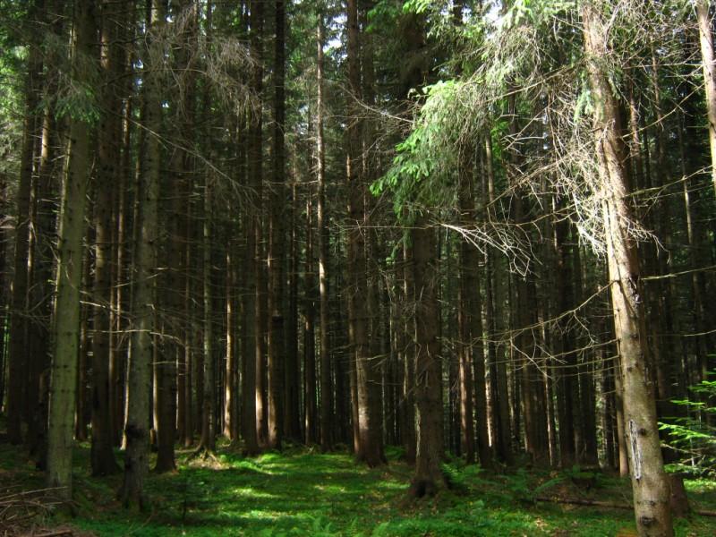 Різне - Селятин