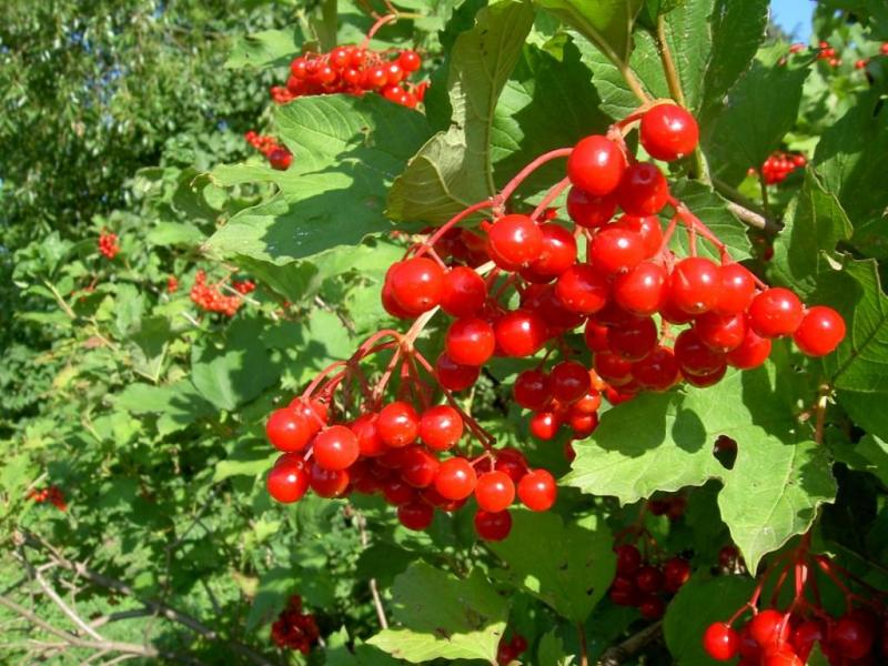 Наше село - Giltsi