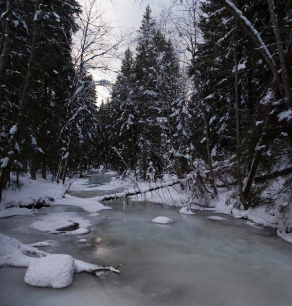 фошки - Фошки