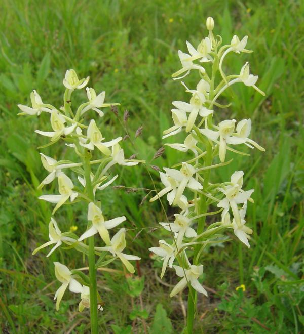 Промынь 2 - Білі Ослави