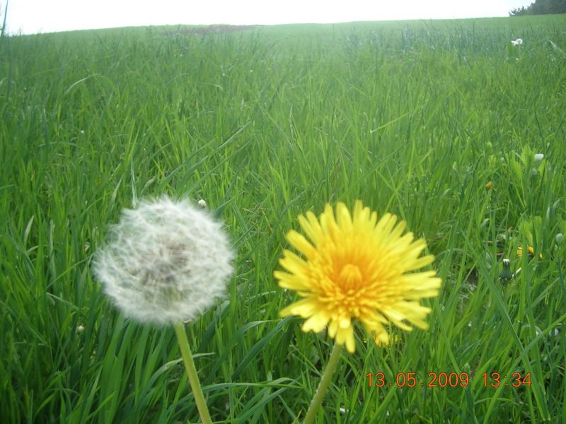 Краса, що оточує нас... - Чайчинці