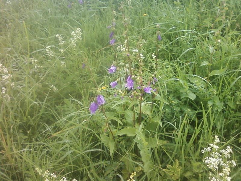 Багатківці  і околиці  села - Багатківці