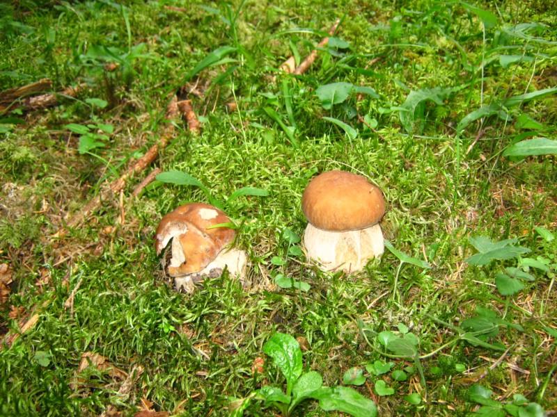  Різне - Селятин