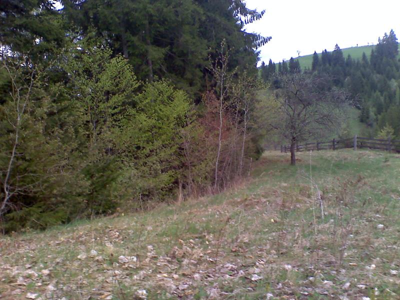 фошки - Фошки