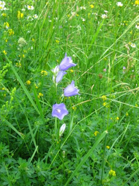 Різне - Селятин