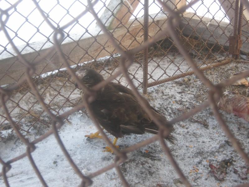 Лісництво 2010 - Селятин