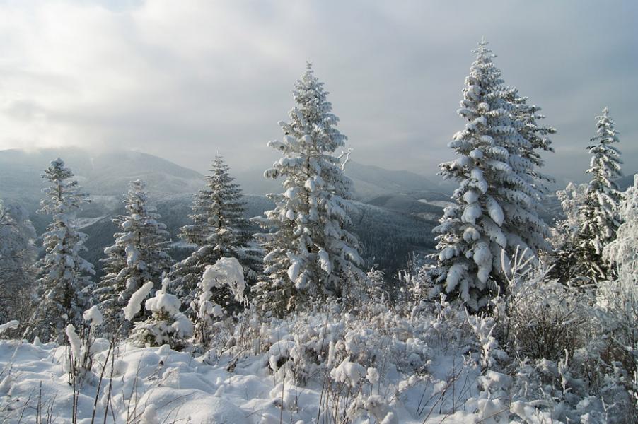 фошки - Фошки