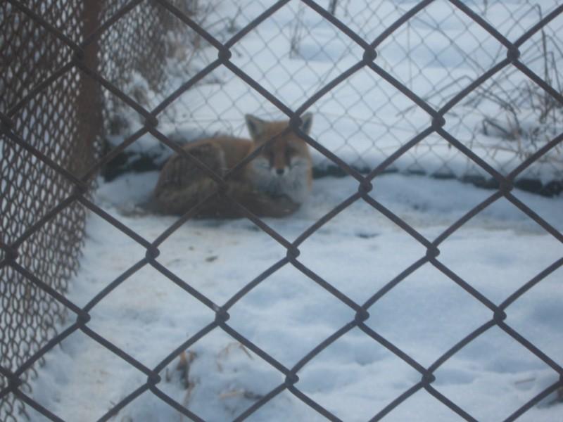 Лісництво 2010 - Селятин