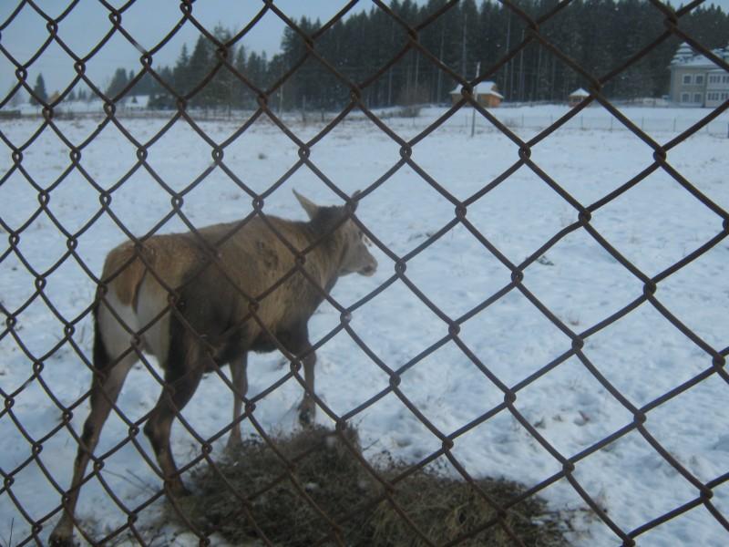 Лісництво 2010 - Селятин