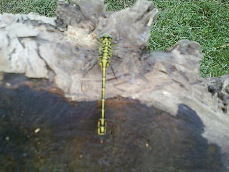 Природа - Небіжка