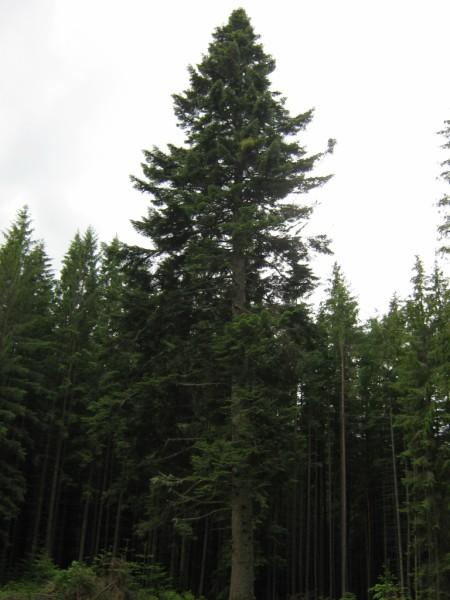  Різне - Селятин