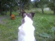 Лемеші.Літо