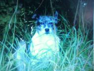 Лемеші.Літо