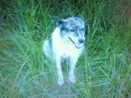 Лемеші - Останні фото