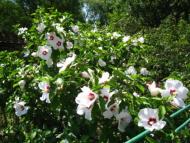 курорт Поляна