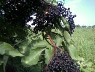 Лемеші.Літо