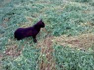 Домашнє господарство