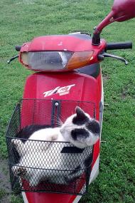 Домашнє господарство