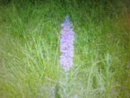 Лемеші.Літо